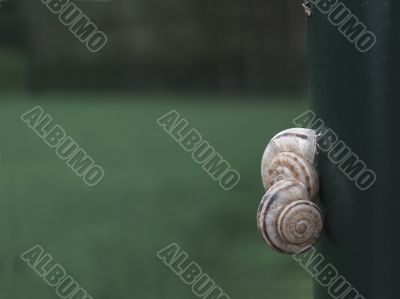 Snails