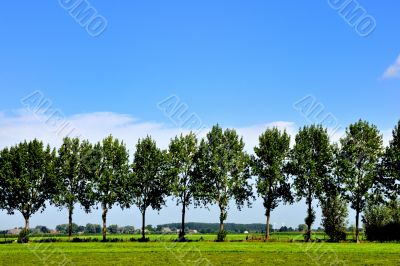 Landscape with trees
