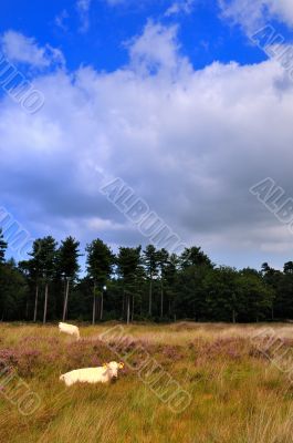 Grazing cows at the heather fields