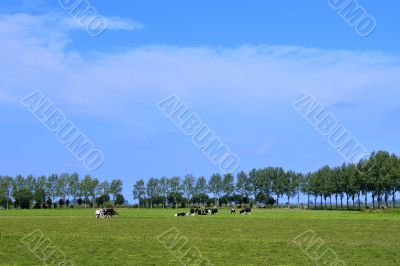 Dutch cows in landscape