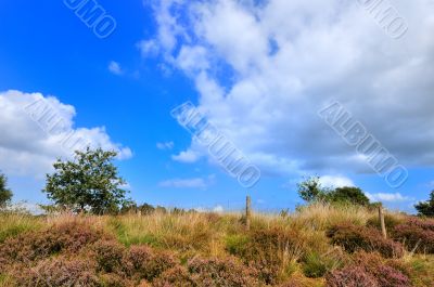 Heather with blue sky