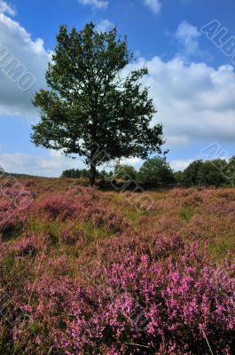 Tree in a heather field