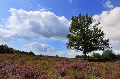 heather landscape