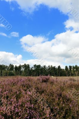 Heather landscape