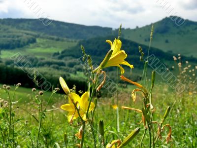 Single yellow flowers