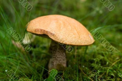 porcini mushroom growing in forest