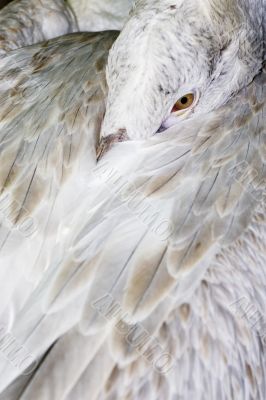 Dalmatian Pelican