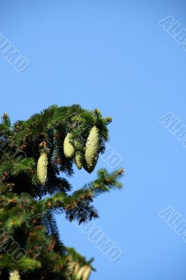 green fir cones