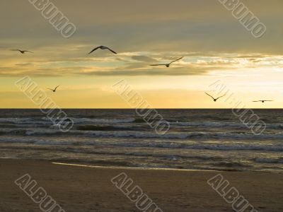 Flying birds over the sea
