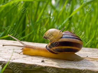 Snail with child