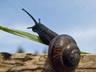 Snail on the sun