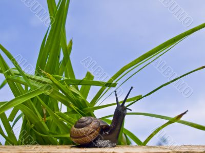 Snail on the sun