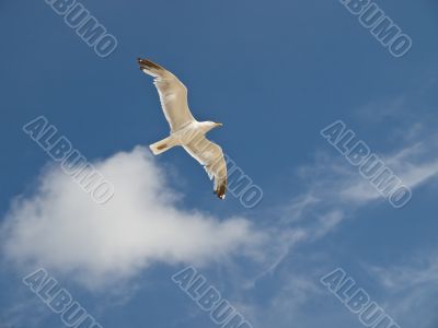 Gull in the sky
