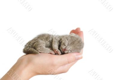 Little sleeping kitty