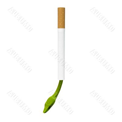 No smoking
