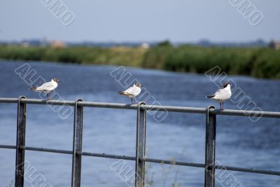 Valli di Comacchio - Birds