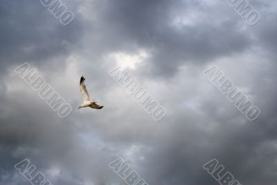 Freedom