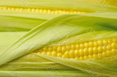 fresh corn background