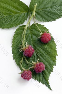 raspberry