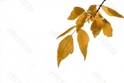 yellow leaves