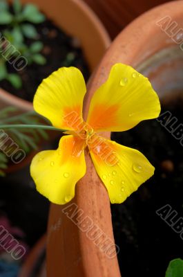 Yellow Garden Flower