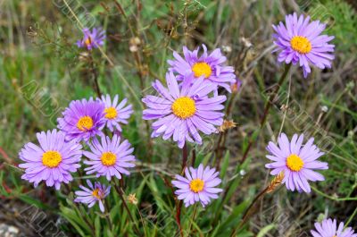 Flower background