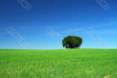green grass field