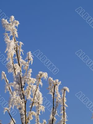 Frost