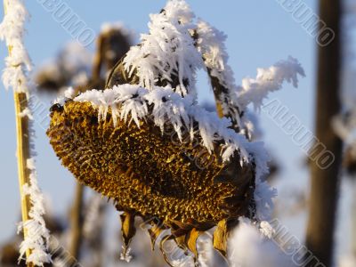 Frost