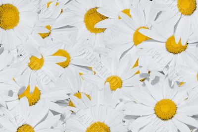 camomiles