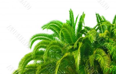 leaves of palm tree
