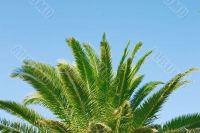 palm tree