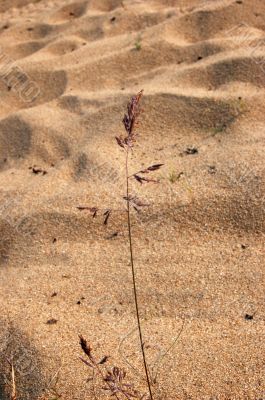 Sand and grass