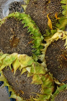 Sunflowers with seeds