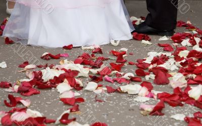 Petals of roses at feet