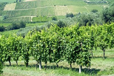 Vineyards in Romagna