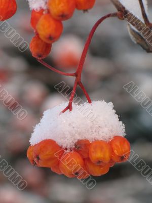 orange berries covered with snow