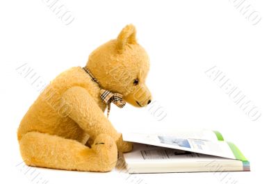 Teddy bear reading a book