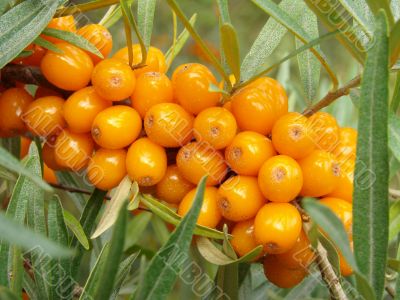sea buckthorn