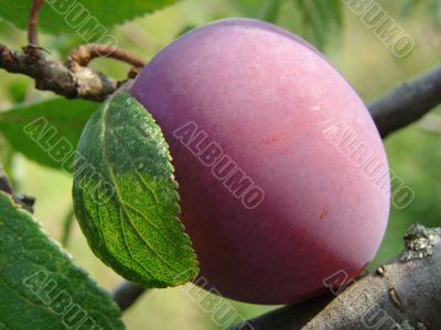 ripe plum