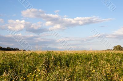 Field of flowers