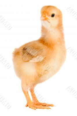 Yellow little chicken