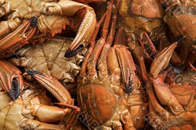 Seafood freshly caught sea