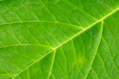 Texture of a green leaf