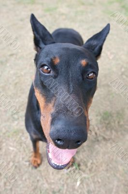 Caricature of a black dog
