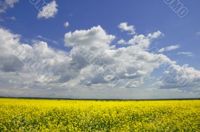 Yellow Meadow Flowers