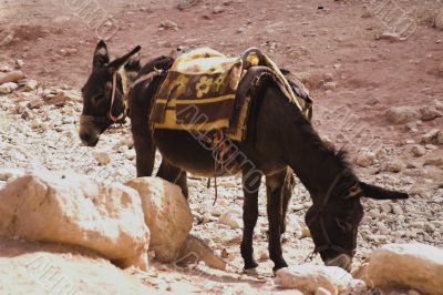 Petra ruins and mountains in Jordan