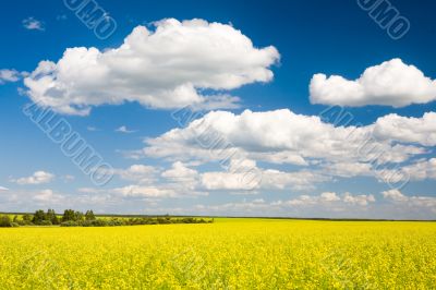 Yellow meadow