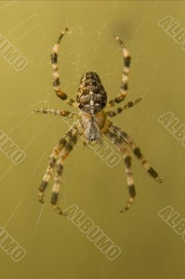 Spider on web
