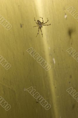 Spider on web